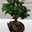 Ficus ginseng - Imagen 1
