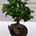 Ficus ginseng - Imagen 1