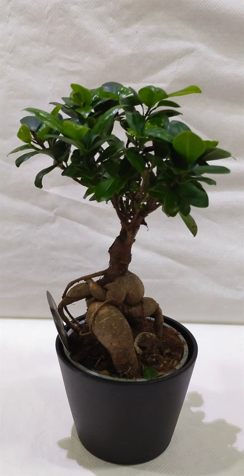 Ficus ginseng - Imagen 2