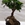 Ficus ginseng - Imagen 2