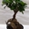 Ficus ginseng - Imagen 2