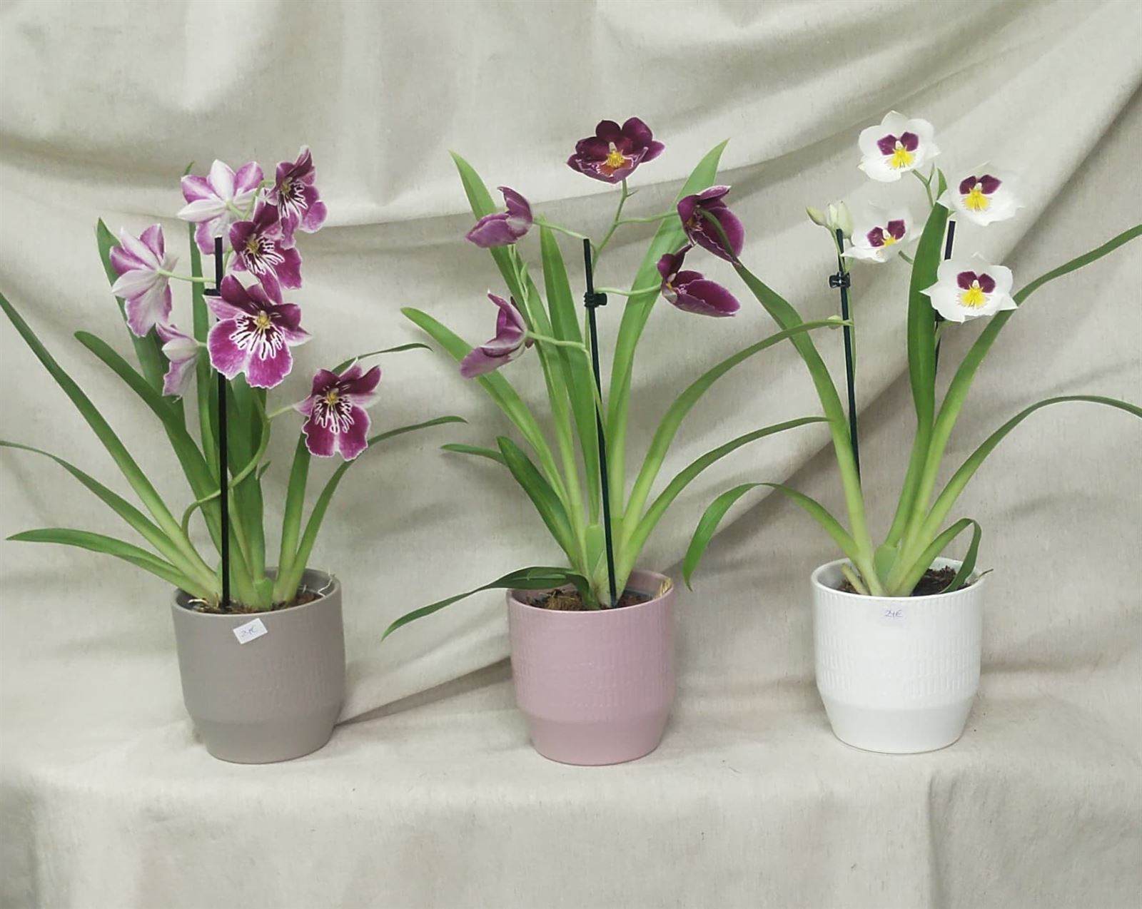 Miltonia - Imagen 1