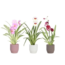 Miltonia - Imagen 1