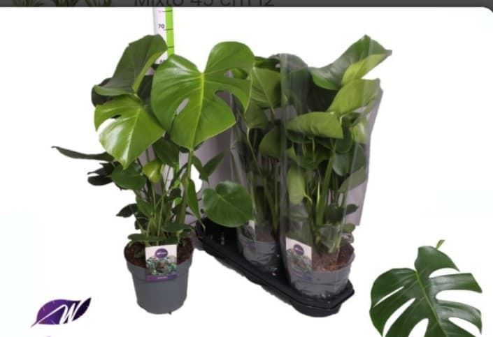 Monstera Deliciosa - Imagen 1