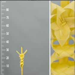 Palma blanca mini - Imagen 1