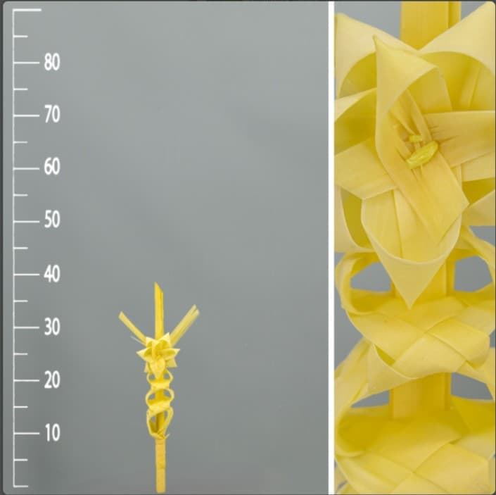 Palma blanca pequeña - Imagen 1