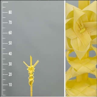 Palma blanca trenzada pequeña - Imagen 1