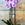 Phalaenopsis 3 varas - Imagen 1