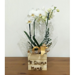 Phalaenopsis caja "te quiero mamá" - Imagen 1