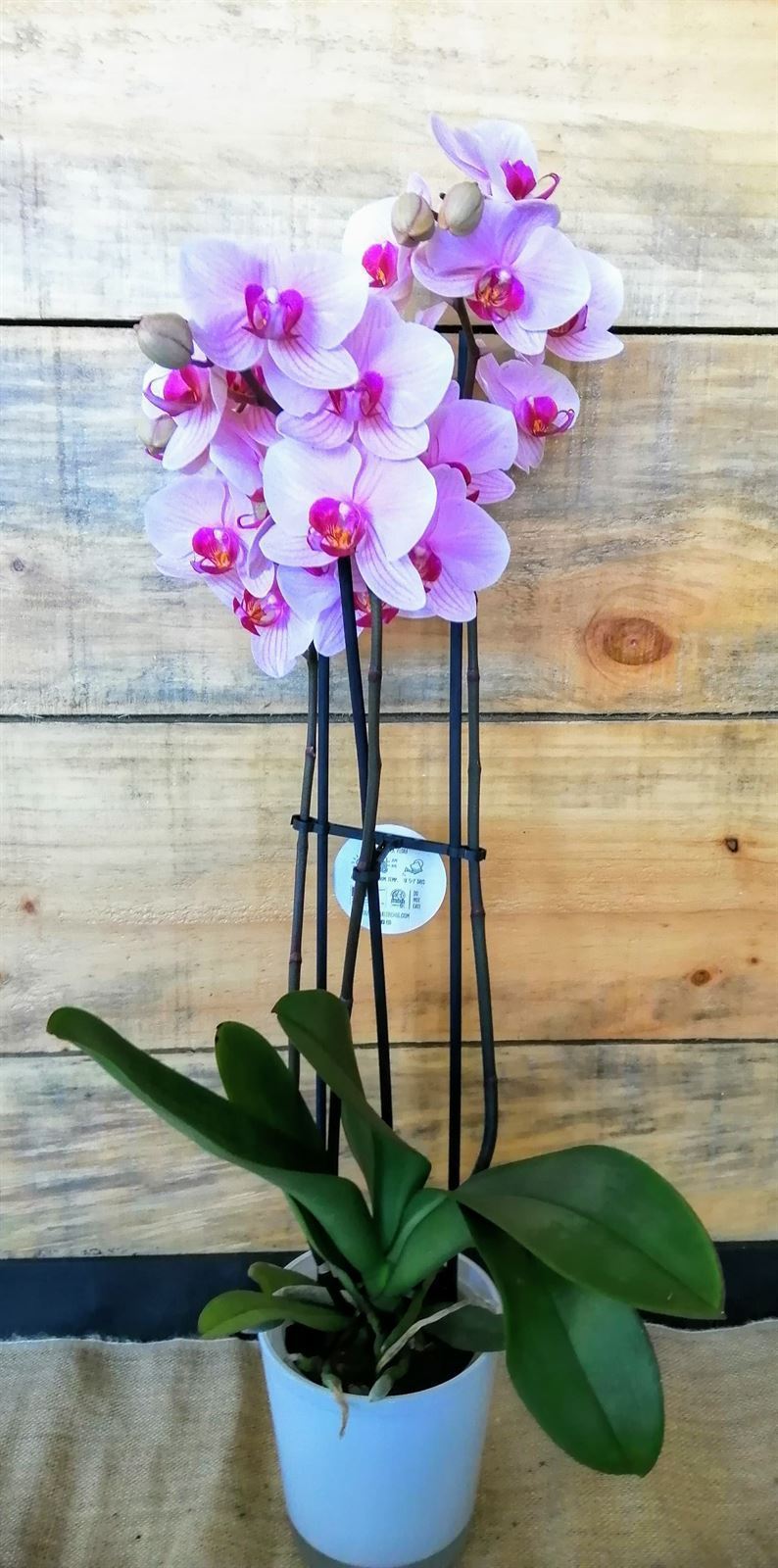 Phalaenopsis - Imagen 1