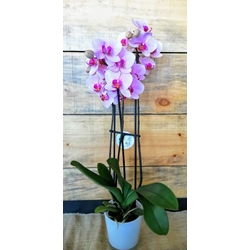 Phalaenopsis - Imagen 1