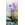 Phalaenopsis - Imagen 1