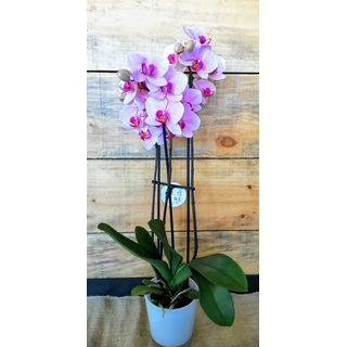Phalaenopsis - Imagen 1