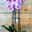 Phalaenopsis - Imagen 1