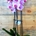 Phalaenopsis - Imagen 1