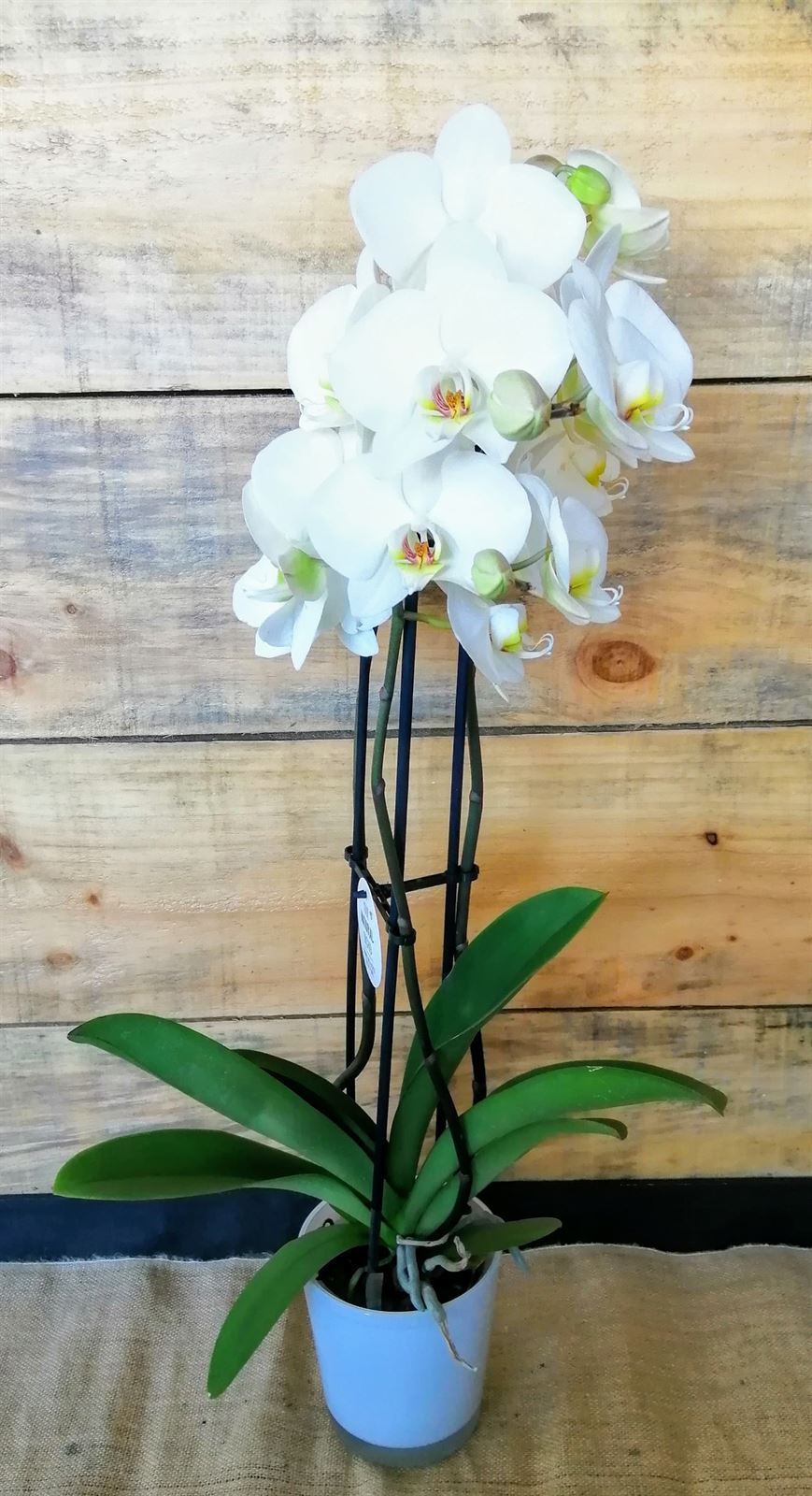Phalaenopsis - Imagen 2
