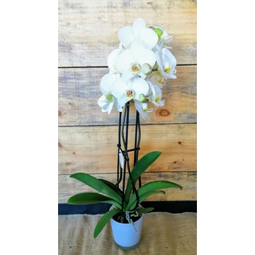 Phalaenopsis - Imagen 2