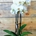 Phalaenopsis - Imagen 2