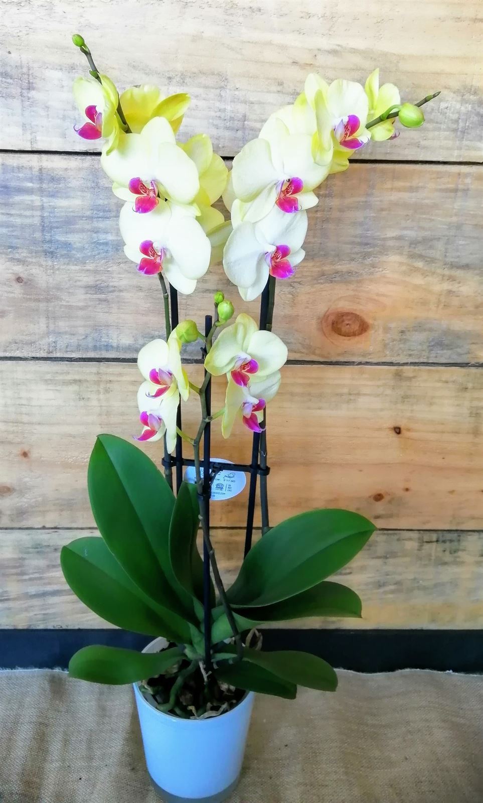 Phalaenopsis - Imagen 3