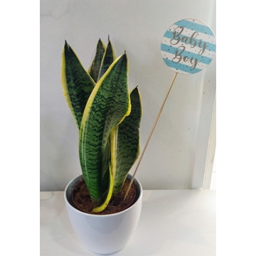 Pick Baby boy - Imagen 2