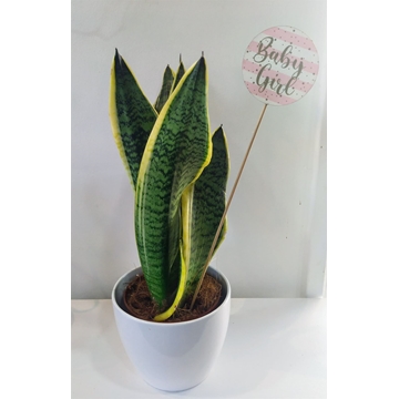 Pick Baby Girl - Imagen 2