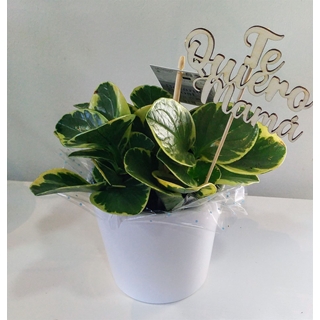 Pick Te quiero mamá letras - Imagen 2