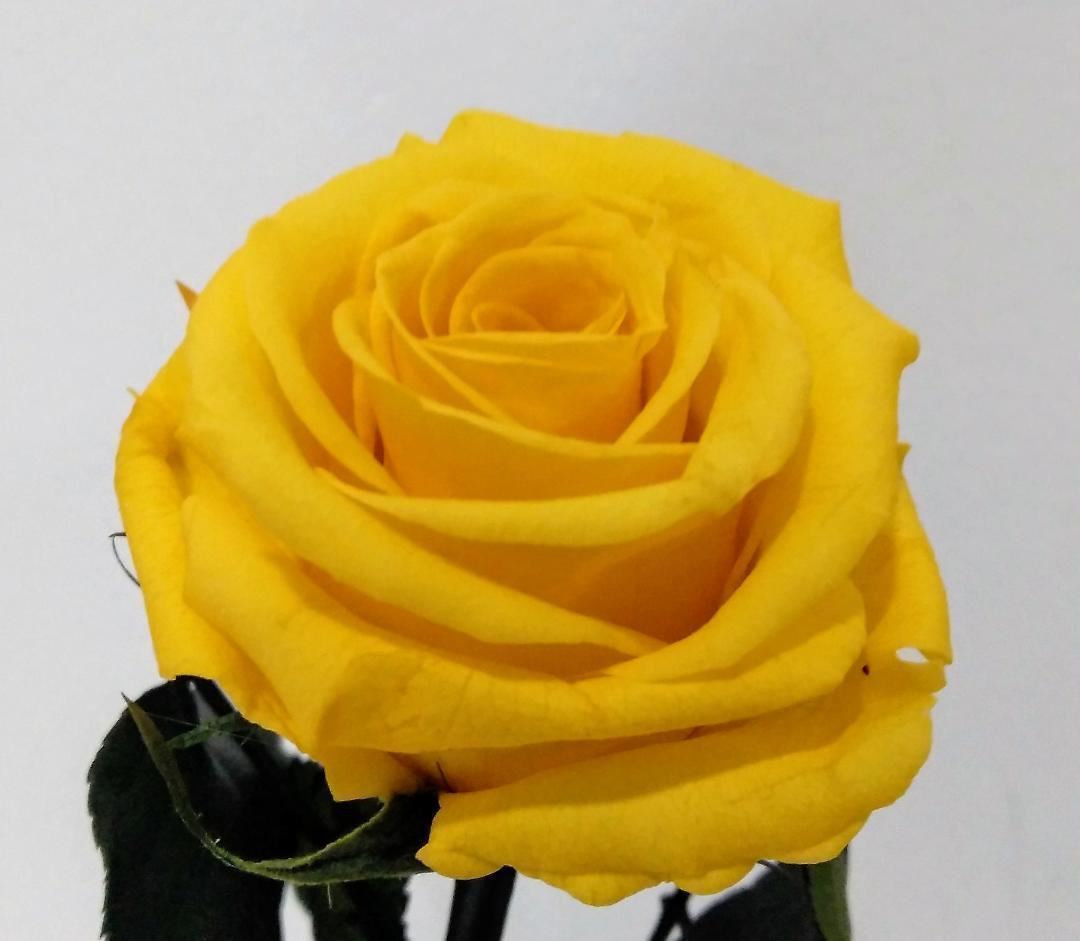 Rosa Eterna Amarilla (corta) - Imagen 1