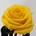 Rosa Eterna Amarilla (corta) - Imagen 1