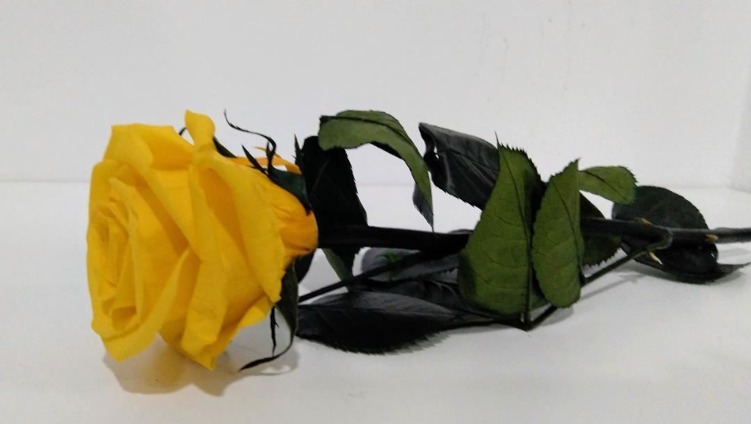 Rosa Eterna Amarilla (corta) - Imagen 2