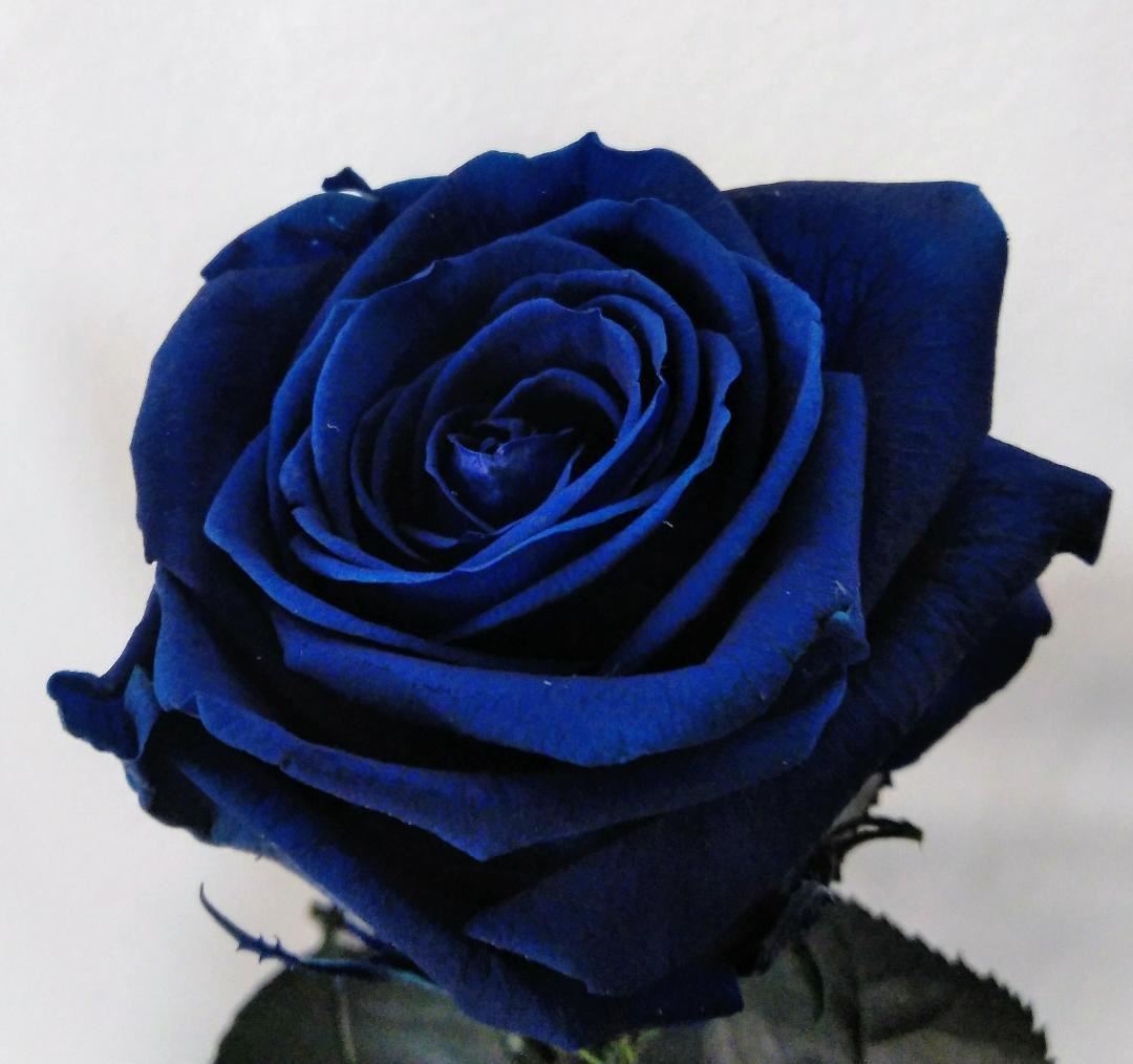 Rosa Eterna Azul (corta) - Imagen 1