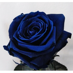 Rosa Eterna Azul (corta) - Imagen 1