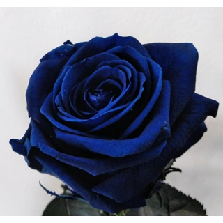 Rosa Eterna Azul (corta) - Imagen 1