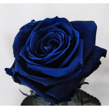 Rosa Eterna Azul (corta) - Imagen 1