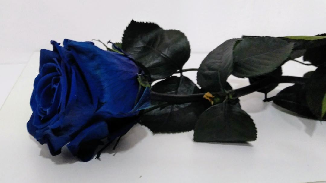 Rosa Eterna Azul (corta) - Imagen 2