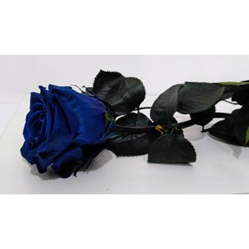Rosa Eterna Azul (corta) - Imagen 2