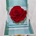 Rosa eterna en caja - Imagen 1