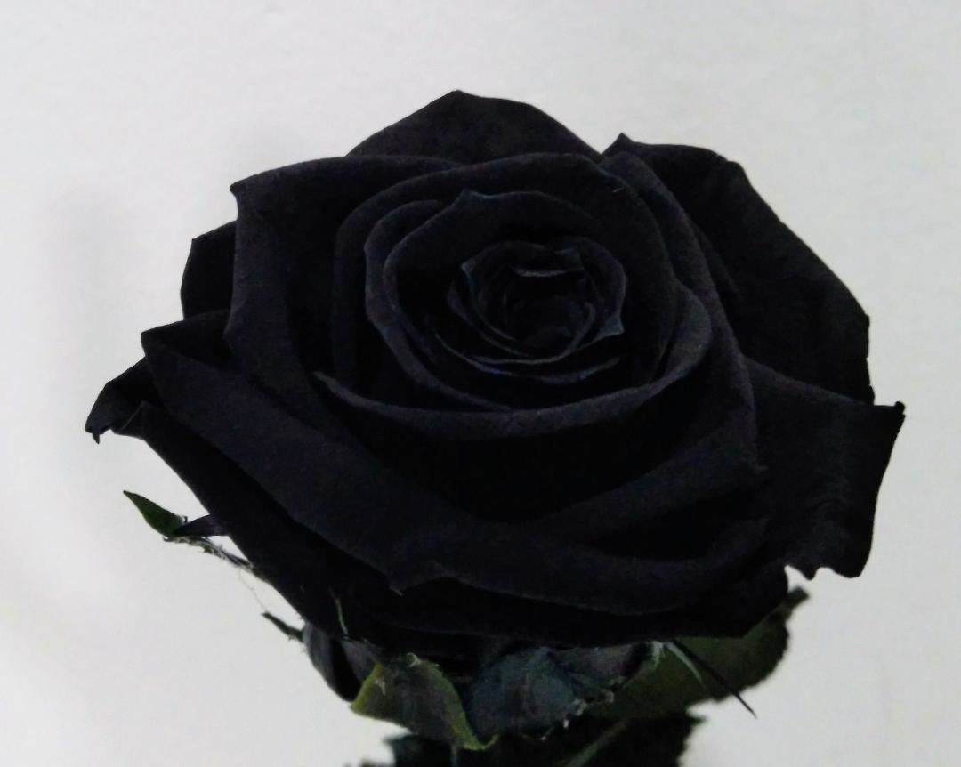 Rosa Eterna Negra (corta) - Imagen 1