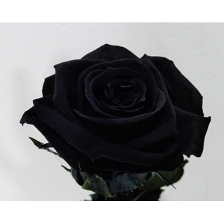 Rosa Eterna Negra (corta) - Imagen 1
