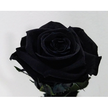 Rosa Eterna Negra (corta) - Imagen 1