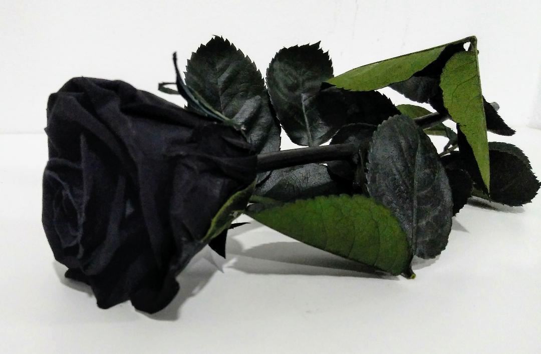 Rosa Eterna Negra (corta) - Imagen 2