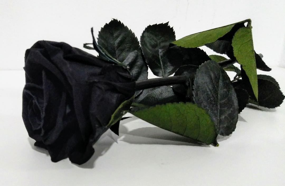 Rosa Eterna Negra (corta) - Rosas preservadas