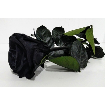 Rosa Eterna Negra (corta) - Imagen 2