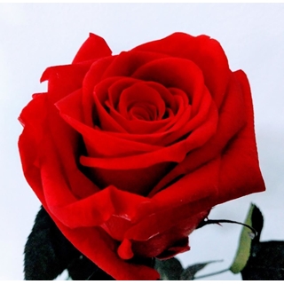 Rosa Eterna Roja (corta) - Imagen 1
