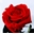 Rosa Eterna Roja (corta) - Imagen 1