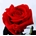 Rosa Eterna Roja (corta) - Imagen 1