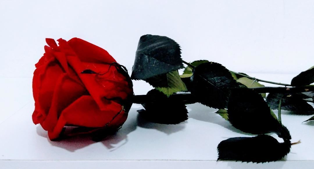 Rosa Eterna Roja (corta) - Imagen 2