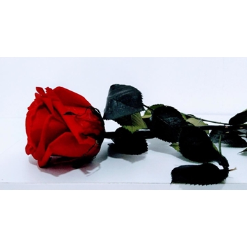 Rosa Eterna Roja (corta) - Imagen 2