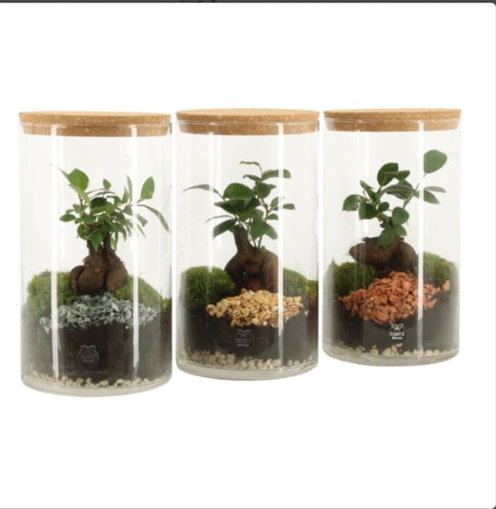 Terrario jardín eterno Ficus - Imagen 1