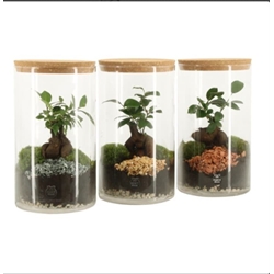 Terrario jardín eterno Ficus - Imagen 1