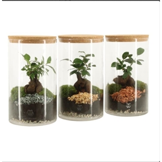 Terrario jardín eterno Ficus - Imagen 1